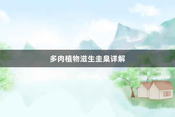 多肉植物滋生圭臬详解